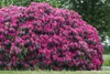 Rhododendron 'Nova Zembla', rot, 30–40 cm Produktbild-Vorschau 8