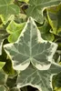 Hedera helix 'Glacier', Efeu, grün-weiß, ca. 9x9 cm Topf Produktbild-Vorschau 2