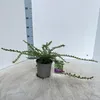 Lonicera nitida 'Maigrün' – zimolez | 20–30 cm v črepníku Náhľad obrázku produktu 2