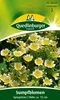 Sumpfblume, Spiegeleier Produktbild-Vorschau 3