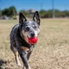 KONG Jouets pour chiens KONG Ball S Voir les images du produit 2