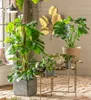 Dehner Fensterblatt Monstera minima, Rhaphidophora Produktbild-Vorschau 2