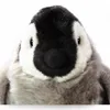 Carl Dick Pinguin Baby debout env. 19cm 1903 Doudou, Voir les images du produit 4