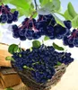 BALDUR Garten 1x Vitaminbeere Apfelbeere Aronia, Pflanze im Produktbild-Vorschau 1