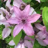 2 x Clematis hagley Hybrid (plamének) - sada 2 popínavých Náhled obrázku produktu 1