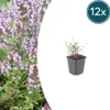 Thymus vulgaris - tymián zahradní, 12 rostlin, prumer 9cm, Náhled obrázku produktu 4