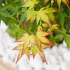 Érable du Japon - Acer palmatum 'Little Princess' - Hauteur Voir les images du produit 4