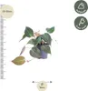 Philodendron Micans Baumfreund Ø12cm 25cm samtige Produktbild-Vorschau 2