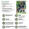 Plants by Frank | 6 Heidelbeerpflanzen 100% Biologisch | Produktbild-Vorschau 5