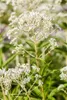 Rodgersia aesculifolia, Schaublatt, ca. 11x11 cm Topf Produktbild-Vorschau 11