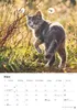 Katzen Kalender 2027 Produktbild-Vorschau 9