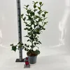 Camellia japonica 'Dr King' – kamélia | 90–100 cm v Náhľad obrázku produktu 2