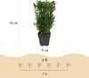Buxus sempervirens 6 planten voor 1 laufenden Meter Productafbeelding-voorbeeld 3