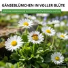 Gänseblümchen Einfach weiß Samen - Bellis perennis - Produktbild-Vorschau 6