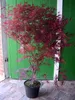 Japanischer roter Fächerahorn – Acer palmatum Atropurpureum Produktbild-Vorschau 1