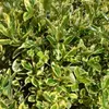 2 x  Japanspindel  - Euonymus japonicus 'Susan'  | 20-30 cm Produktbild-Vorschau 1