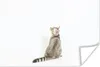 MuchoWow® Poster Katze - Haustiere - Fell 120x80 cm - Produktbild-Vorschau 1