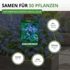Vergissmeinnicht Indigo Compacta Blue Samen - Myosotis Produktbild-Vorschau 3