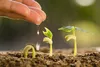 A hand watering three seedlings growing in soil. Produktbild-Vorschau