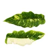 Filodendron "Ring of Fire" - niezwykly przyjaciel drzew - Podgląd zdjęcia produktu 6