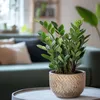 Zamiokulkas - Zamioculcas Zamiifolia - Wysokość 55-65cm - Podgląd zdjęcia produktu 6