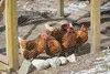 Several chickens are standing in a fenced enclosure with some snow on the ground. Produktbild-Vorschau