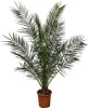 Palmier des Canaries (Phoenix canariensis) Ø 24 cm ↕ 180 cm Voir les images du produit 1