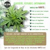 Duschgel Duschbad Herren Damen Cannabis Shower Gel Produktbild-Vorschau 4
