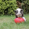 Jolly Jouet pour chiens oeuf rouge, taille : S Voir les images du produit 4