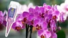 Orchideen-Nährstoff 0,03 l - Hochwertig - Nährstoffreich - Produktbild-Vorschau 6