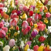 Bloomique - Mischung aus 50 - Beauty Mix - Mischung aus 6 Produktbild-Vorschau 4