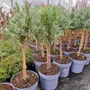 Lavandula angustifolia Hochstamm Lavendel winterhart 60-80 Produktbild-Vorschau 4