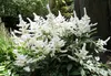 Stauden Gänge 1 x Astilbe arendsii 'Deutschland' - Produktbild-Vorschau 2