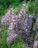 Wisteria floribunda, glicynia japońska, 60-100 cm Podgląd zdjęcia produktu 8