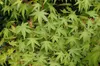Acer palmatum 'Osakazuki', Japanischer Ahorn, leuchtend Produktbild-Vorschau 9
