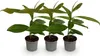 GreenboutiQ - Gartenpflanze - Magnolia grandiflora - Blüte Produktbild-Vorschau 1