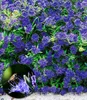 BALDUR Garten 1x Zierstrauch Bartblume 'Blauer Spatz®' , Produktbild-Vorschau 1