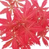 Japonský vějířovitý javor, Acer palmatum, 15cm mísa Náhled obrázku produktu 2