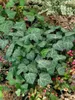 Efeu Woerner 80-100 cm, im Topf - Hedera helix, immergrün Produktbild-Vorschau 2