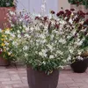 Prachtkerze Sparkle White | Prachtkerzensamen von Buzzy Produktbild-Vorschau 4