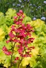 Stauden Gänge 3 x Heuchera Hybride 'Paris' im 1 Liter Topf Produktbild-Vorschau 2