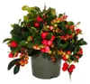 Gaultheria procumbens (Teppichbeere), Gaultheria procumbens Podgląd zdjęcia produktu 2