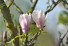 Magnolia soulangiana 'Heaven Scent', Magnolie, rosa Blüten, Produktbild-Vorschau 7