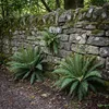 Stauden Gänge 1 x Blechnum spicant im 1 Liter Topf - Produktbild-Vorschau 9
