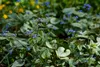Stauden Gänge 3 x Brunnera macrophylla 'Variegata‘ - Produktbild-Vorschau 4