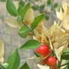 Himbeere - Ruscus aculeatus | 20-30 cm v nádobě Náhled obrázku produktu 1