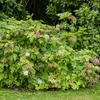Ortensia Burgundy 2L Anteprima dell’immagine prodotto 4