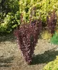 Berberis thunbergii 'Helmond Pillar', Säulen-Berberitze, Produktbild-Vorschau 4