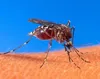 MOUSTI-Click - Premiers secours contre les piqûres Voir les images du produit 7