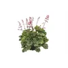 Heuchera "Mint Marquess" - Purpurglöckchen "Mint Marquess" Produktbild-Vorschau 1